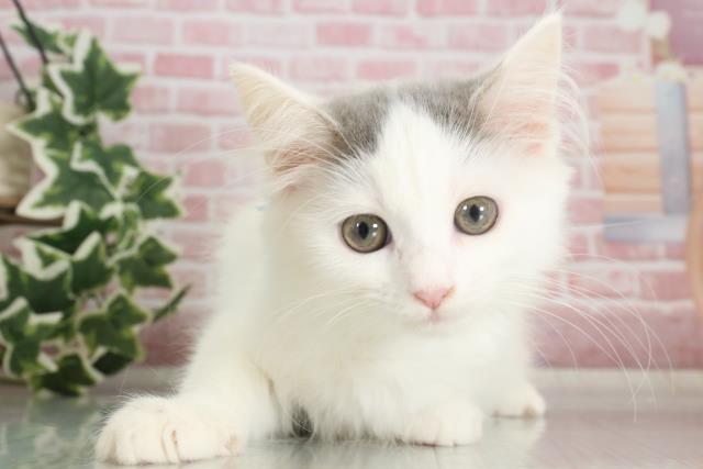 福岡県のラガマフィン (Coo&RIKU行橋店/2023年8月26日生まれ/男の子/ブルーホワイトバン)の子猫