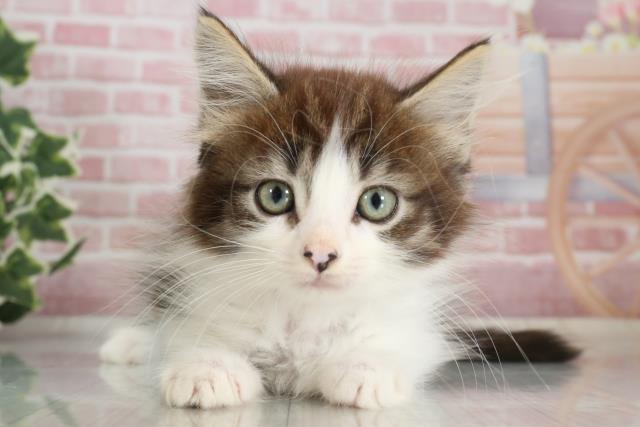 長崎県のノルウェージャンフォレストキャット (Coo&RIKU長崎浜町店/2023年9月14日生まれ/女の子/ブラウンマッカレルタビーホワイト)の子猫