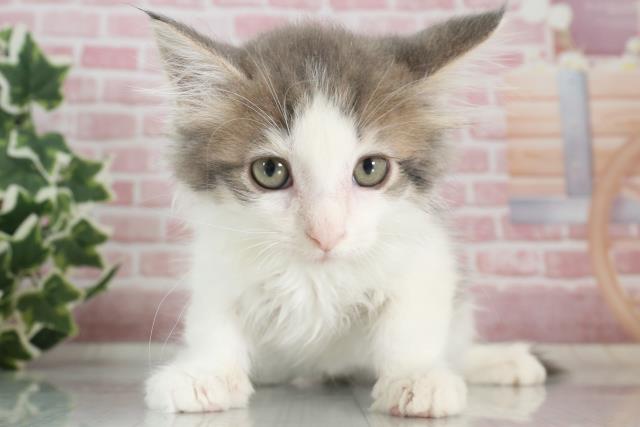 大分県のノルウェージャンフォレストキャット (Coo&RIKU大分店/2023年9月18日生まれ/男の子/ブルータビーホワイト)の子猫