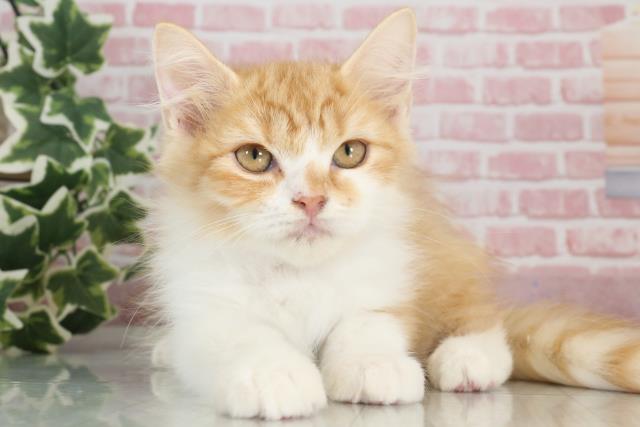 鹿児島県のラガマフィン (Coo&RIKU霧島店/2023年8月15日生まれ/男の子/レッドタビーホワイト)の子猫