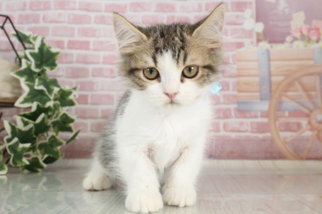 福岡県のラガマフィン (Coo&RIKU久留米店/2023年8月15日生まれ/男の子/ブラウンタビーホワイト)の子猫