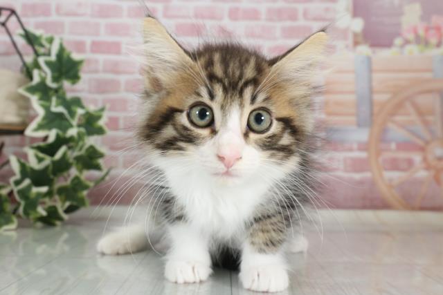 福岡県のノルウェージャンフォレストキャット (Coo&RIKU福岡古賀店/2023年9月10日生まれ/男の子/ブラウンタビーホワイト)の子猫