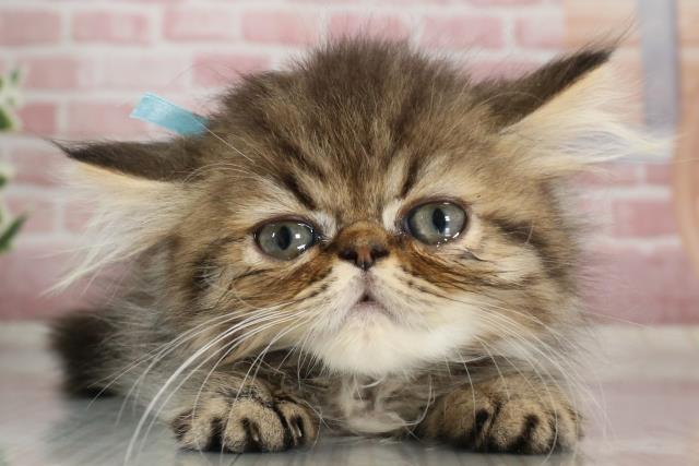 福岡県のハーフ猫 (Coo&RIKU福岡古賀店/2023年9月6日生まれ/男の子/ブラウンタビー)の子猫
