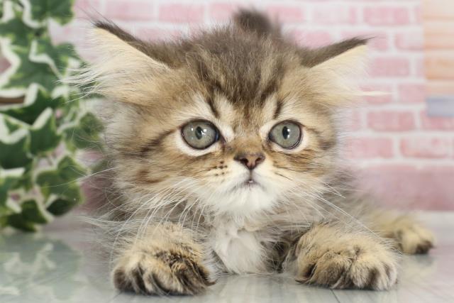 福岡県のハーフ猫 (Coo&RIKUフォレストシティ春日店/2023年9月6日生まれ/男の子/ブラウンタビー)の子猫