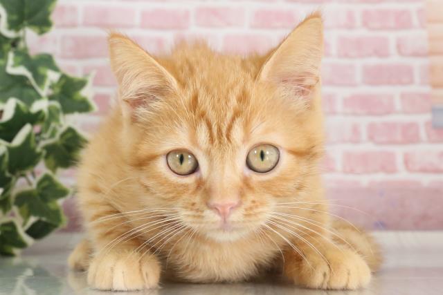 佐賀県のミヌエット (Coo&RIKU佐賀神埼店/2023年8月30日生まれ/女の子/レッドタビー)の子猫