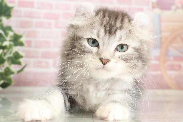 島根県のアメリカンカール (Coo&RIKU出雲店/2023年9月22日生まれ/男の子/シルバータビーホワイト)の子猫