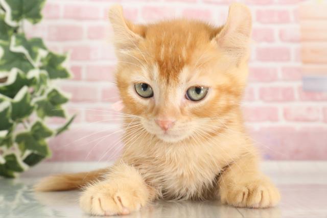 広島県のアメリカンカール (Coo&RIKU広島中央店/2023年9月22日生まれ/女の子/レッドタビー)の子猫