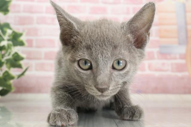 福岡県のロシアンブルー (Coo&RIKU福岡西店/2023年9月20日生まれ/男の子/ブルー)の子猫