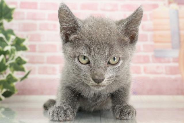 大分県のロシアンブルー (Coo&RIKU大分店/2023年9月20日生まれ/男の子/ブルー)の子猫