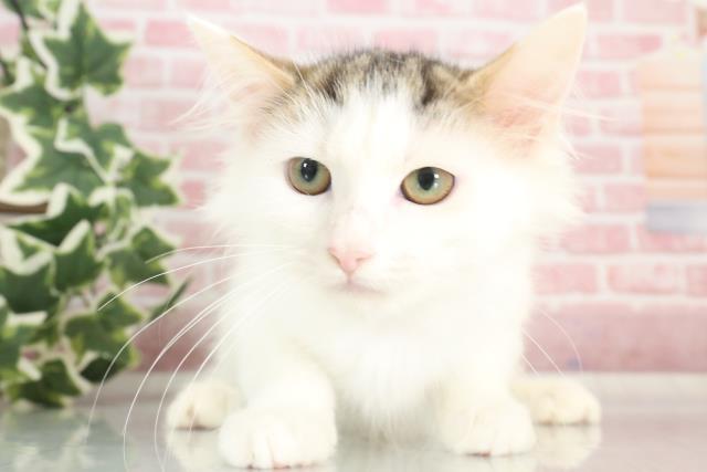 福岡県のノルウェージャンフォレストキャット (Coo&RIKU久留米店/2023年7月31日生まれ/女の子/ブラウンタビーホワイト)の子猫