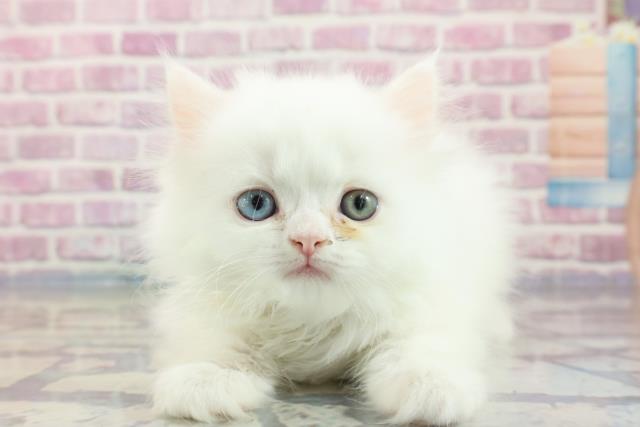 北海道のミヌエット (Coo&RIKU帯広店/2023年10月1日生まれ/男の子/ホワイト(白))の子猫