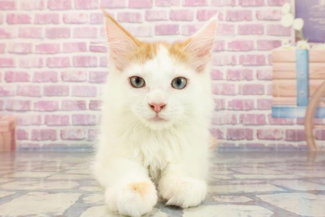 北海道のメインクーン (Coo&RIKU札幌東店/2023年8月26日生まれ/男の子/レッドタビーホワイト)の子猫