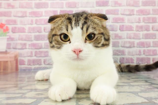 栃木県のハーフ猫 (Coo&RIKUイオンタウン佐野店/2023年6月26日生まれ/男の子/ブラウンタビーホワイト)の子猫