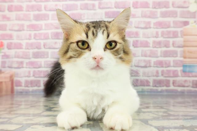 新潟県のラガマフィン (Coo&RIKU長岡店/2023年7月21日生まれ/男の子/ブラウンタビーホワイト)の子猫