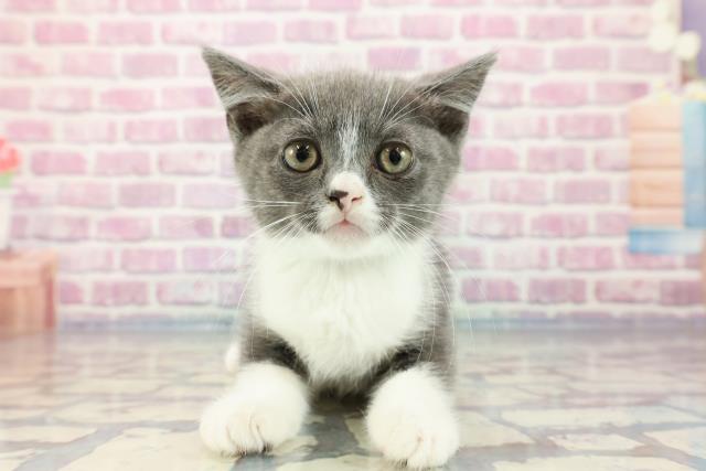 新潟県のアメリカンカール (Coo&RIKU新潟西店/2023年9月22日生まれ/男の子/ブルーホワイト)の子猫