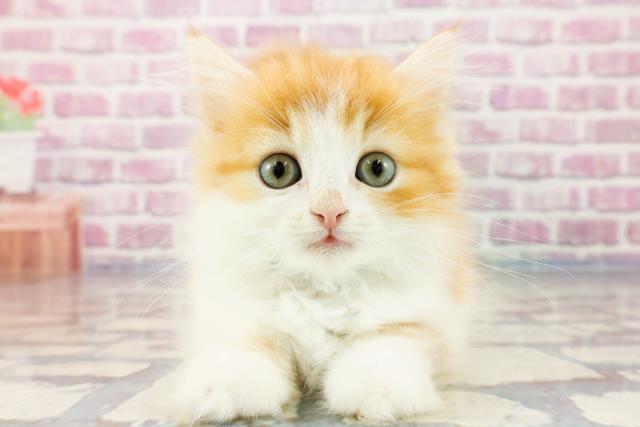 茨城県のラガマフィン (Coo&RIKU日立店/2023年9月22日生まれ/男の子/レッドタビーホワイト)の子猫