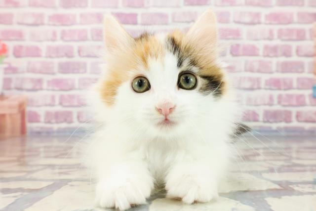 埼玉県のメインクーン (Coo&RIKU岩槻店/2023年9月28日生まれ/女の子/キャリコ)の子猫