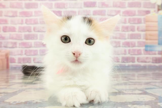 埼玉県のメインクーン (Coo&RIKU春日部店/2023年9月28日生まれ/女の子/キャリコ)の子猫