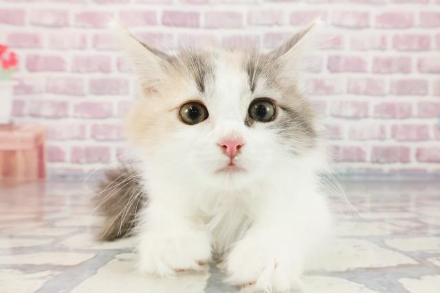 茨城県のメインクーン (Coo&RIKU日立店/2023年9月27日生まれ/女の子/ダイリュートキャリコ)の子猫