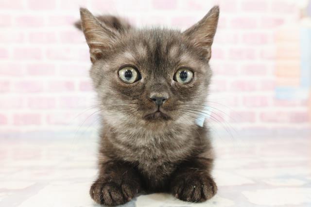 埼玉県のマンチカン (Coo&RIKU大宮店/2023年9月24日生まれ/男の子/ブラックスモーク)の子猫
