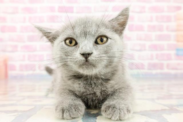 埼玉県のブリティッシュショートヘアー (Coo&RIKUアニマルケアセンター大宮/2023年9月23日生まれ/女の子/ブルー)の子猫