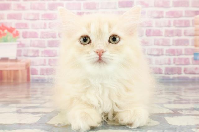 埼玉県のラガマフィン (Coo&RIKU桶川店/2023年9月16日生まれ/女の子/クリームタビー)の子猫