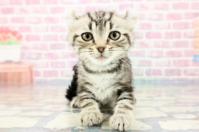 埼玉県のキンカロー (Coo&RIKUアニマルケアセンター大宮/2023年9月25日生まれ/男の子/シルバータビー)の子猫