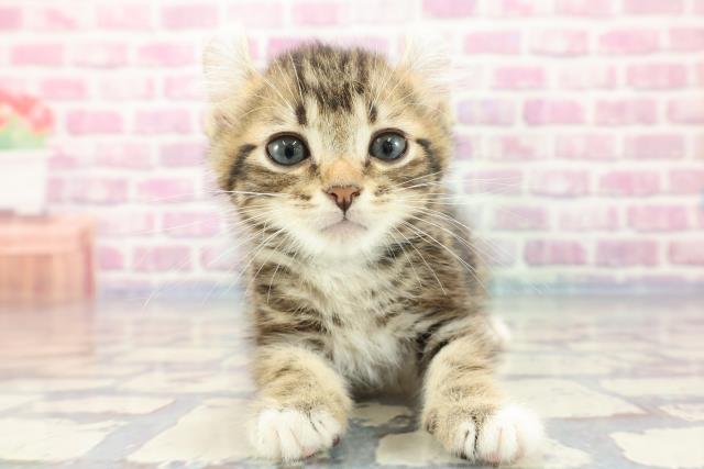 埼玉県のキンカロー (Coo&RIKUアニマルケアセンター大宮/2023年9月25日生まれ/男の子/ブラウンタビーホワイト)の子猫
