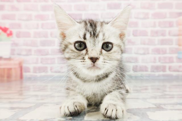 埼玉県のキンカロー (Coo&RIKU大宮店/2023年9月25日生まれ/女の子/シルバーパッチドタビー)の子猫