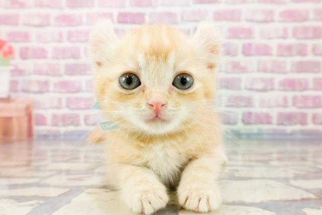 東京都のアメリカンカール (Coo&RIKU江戸川店/2023年9月27日生まれ/男の子/レッドタビー)の子猫