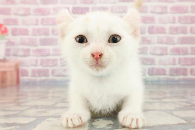 埼玉県のアメリカンカール (Coo&RIKU岩槻店/2023年9月22日生まれ/男の子/クリームタビーホワイト)の子猫