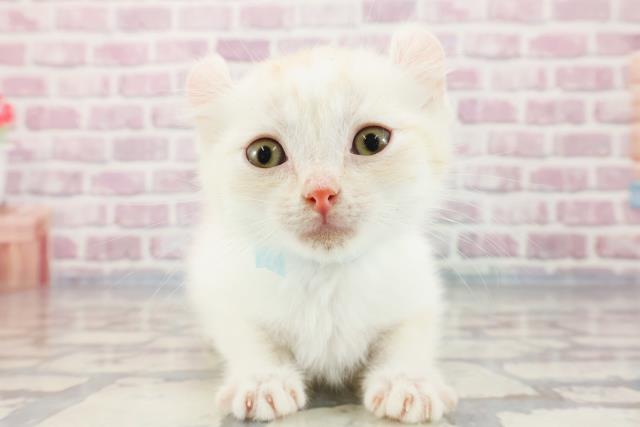 埼玉県のアメリカンカール (Coo&RIKUアニマルケアセンター大宮/2023年9月22日生まれ/男の子/クリームタビーホワイト)の子猫