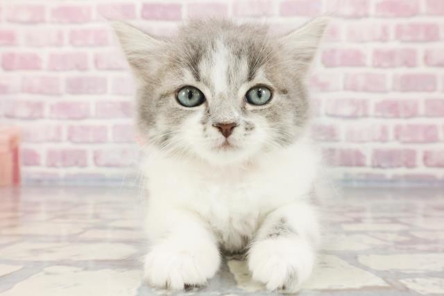 埼玉県のラガマフィン (Coo&RIKUアニマルケアセンター大宮/2023年10月1日生まれ/女の子/ブルータビーホワイト)の子猫