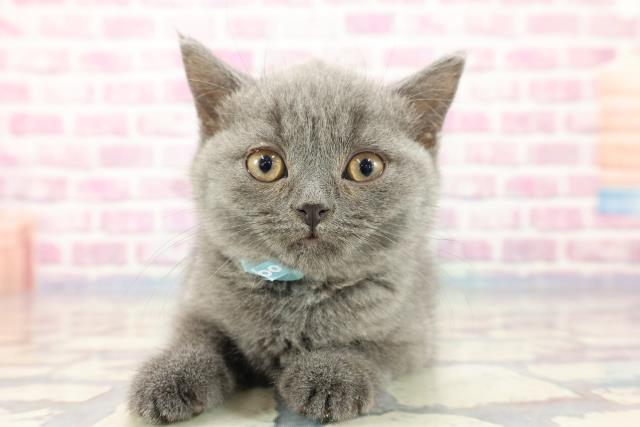 茨城県のブリティッシュショートヘアー (Coo&RIKU日立店/2023年9月16日生まれ/男の子/ブルー)の子猫