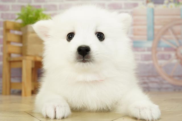 愛知県の日本スピッツ (Coo&RIKU名古屋みなと店/2023年10月1日生まれ/女の子/ホワイト(白))の子犬