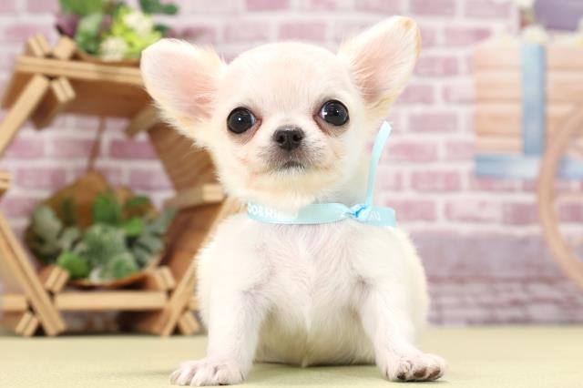 愛知県のチワワ(ロング) (Coo&RIKU東海岡崎店/2023年9月29日生まれ/男の子/クリーム)の子犬