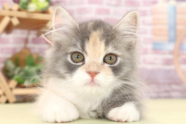 愛知県のラガマフィン (Coo&RIKU名古屋中川店/2023年9月30日生まれ/女の子/ブルーパッチドタビーホワイト)の子猫