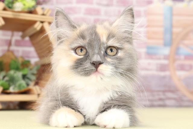 青森県のラガマフィン (Coo&RIKU青森店/2023年9月30日生まれ/女の子/ブルーパッチドタビーホワイト)の子猫