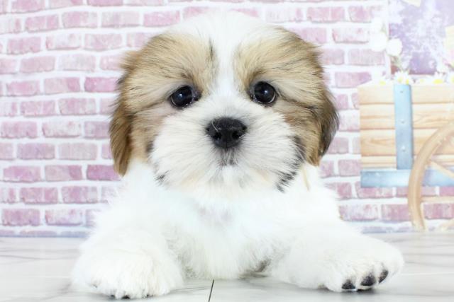宮城県のシーズー (Coo&RIKU仙台太白店/2023年9月27日生まれ/男の子/ゴールドホワイト)の子犬