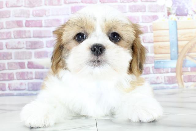 宮城県のシーズー (Coo&RIKU仙台太白店/2023年9月27日生まれ/男の子/ゴールドホワイト)の子犬