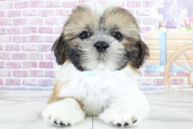宮城県のシーズー (Coo&RIKU仙台太白店/2023年9月27日生まれ/男の子/ゴールドホワイト)の子犬