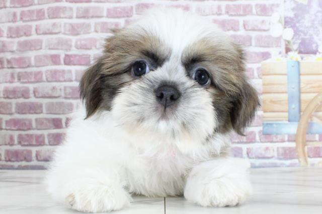 青森県のシーズー (Coo&RIKU八戸店/2023年9月27日生まれ/女の子/ゴールドホワイト)の子犬