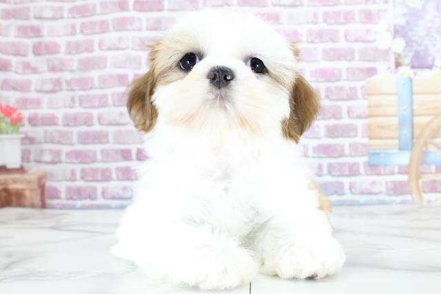 宮城県のシーズー (Coo&RIKU仙台太白店/2023年9月27日生まれ/女の子/ゴールドホワイト)の子犬