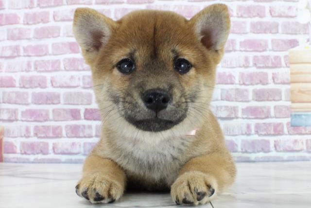 岩手県の豆柴 (Coo&RIKU岩手盛岡店/2023年9月28日生まれ/女の子/レッド(赤))の子犬