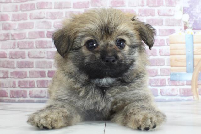 宮城県のハーフ犬 (Coo&RIKU仙台太白店/2023年10月2日生まれ/女の子/ウルフセーブル)の子犬