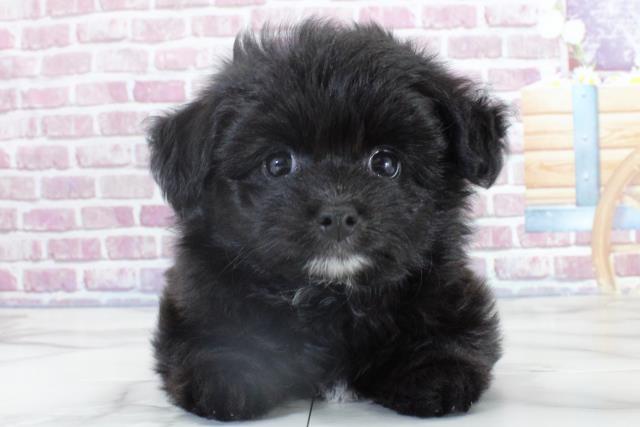 宮城県のハーフ犬 (Coo&RIKU仙台太白店/2023年10月2日生まれ/女の子/ブラックホワイト)の子犬