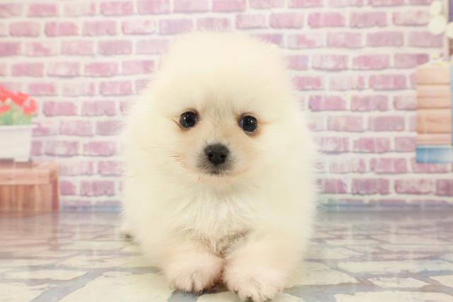 埼玉県のポメラニアン (Coo&RIKUアニマルケアセンター大宮/2023年10月2日生まれ/男の子/クリーム)の子犬