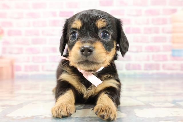 茨城県のチワックス (Coo&RIKU日立店/2023年10月2日生まれ/女の子/ブラックタン)の子犬