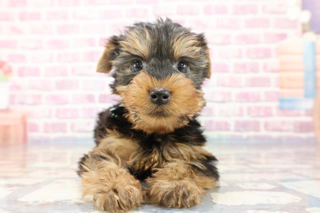 茨城県のヨークシャーテリア (Coo&RIKU日立店/2023年10月2日生まれ/男の子/スチールブルータン)の子犬
