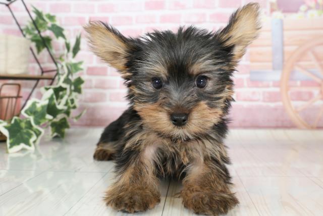 熊本県のヨークシャーテリア (Coo&RIKU熊本店/2023年9月25日生まれ/男の子/スチールブルータン)の子犬